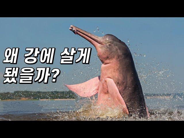 아마존강돌고래는 어쩌다 강에 갇혔을까?｜왜 핑크색일까?