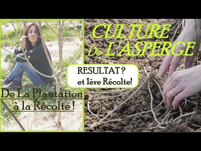 Comment PLANTER les ASPERGES au POTAGER? De la Plantation à la Récolte !!