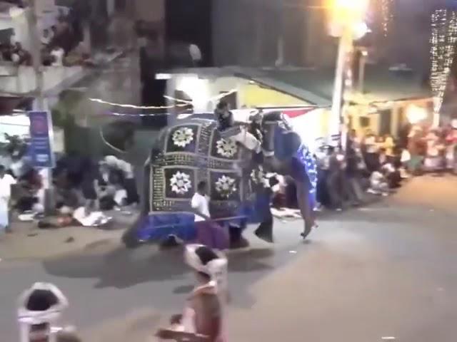 elephants attack in kandy esala perahera