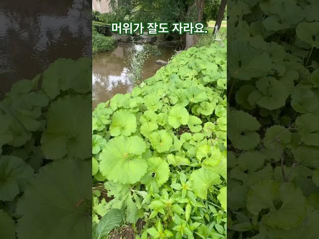 미국 테네시주에서도 머위가 잘 자라는데 나물반찬으로 최고에요.#이민생활#테네시#머위