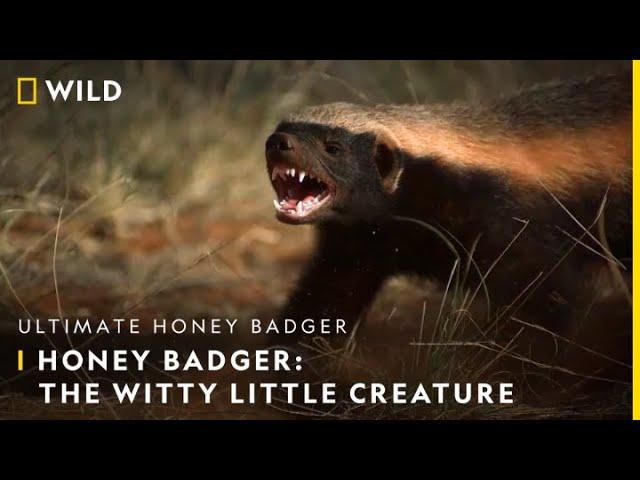 Honey Badger: The Witty Little Creature | Ultimate Honey Badger | 30th June | 9 PM | Nat Geo Wild