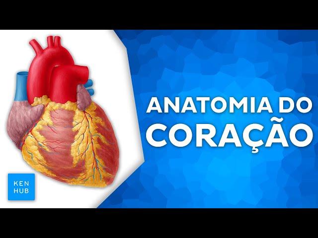 Anatomia do coração: Câmaras, valvas, ciclo cardíaco e vascularização