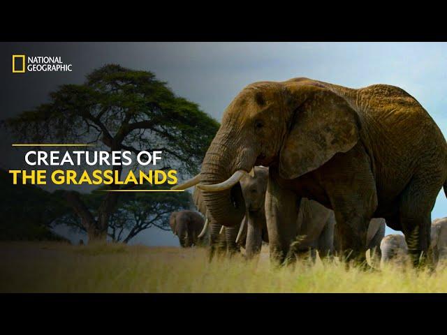 Creatures of the Grasslands | Hostile Planet | Full Episode | S1-E2 | National Geographic