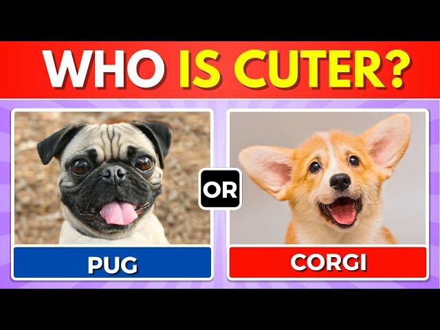 Which Dog is Cuter?  Would You Rather...? DOGS EDITION