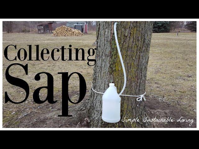 Tapping Trees For Syrup