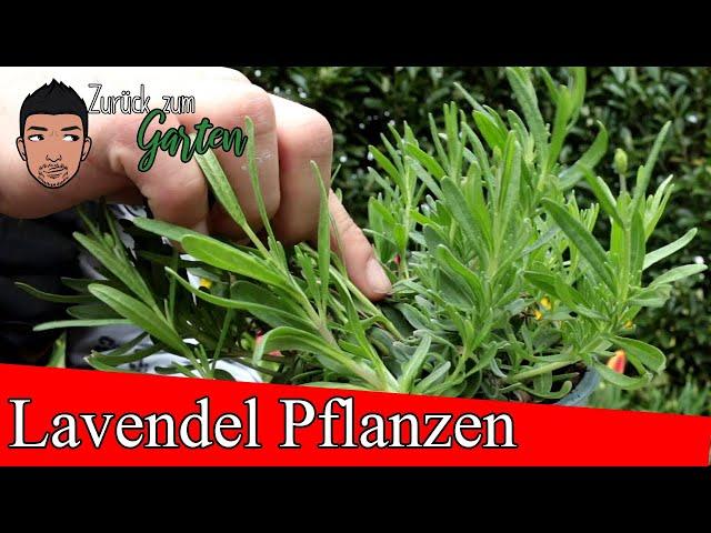 Lavendel Pflanzen und pflegen, Standort, Boden und letzter Schnitt