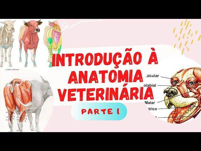 Introdução à Anatomia Veterinária part. 1