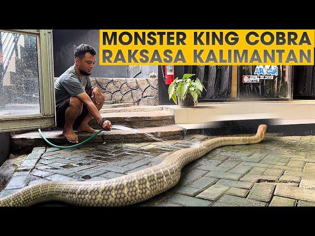 INI KONDISI WIDI KING COBRA RAKSASA DARI KALIMANTAN SEKARANG‼️GARAGA KALAH GEDE