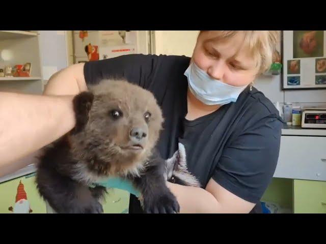 Heroic dog leads owner to orphaned baby bear struggling for survival