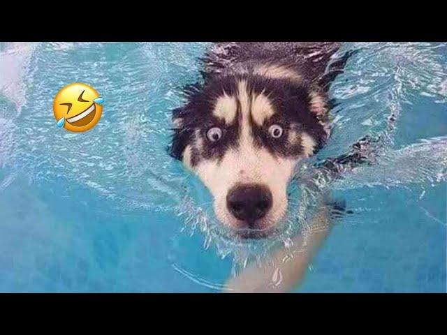 Best Funny Animal Videos 2024  - Funniest Dogs And Cats Videos 