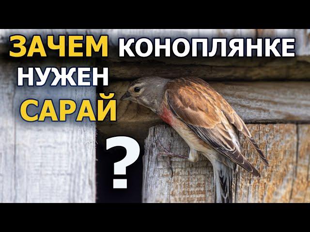 Что коноплянка делает на сарае?