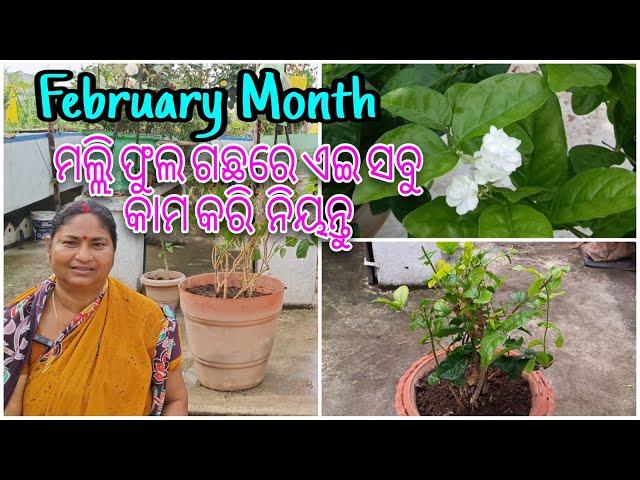 ମଲ୍ଲିଫୁଲ ଗଛରେ ଏଇ ସବୁ କାମ କରିନିୟନ୍ତୁ || February Month || Mogra plant || Detail In Odia