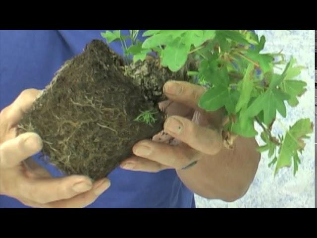 ORIENTAL SWEET GUM BONSAI