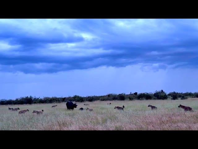 Buffalo mother and calf surrounded by hyenas gets saved by a hyena clan fight