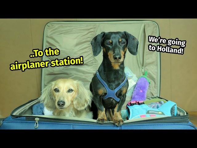 We Go To... The NETHERLANDS! - (Cute & Funny Wiener Dog Travel Vlog!)