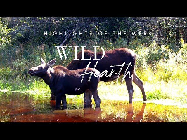 Highlight compilation of the week @Wildhearth #nature #deer #moose #trailcamera #naturephotography