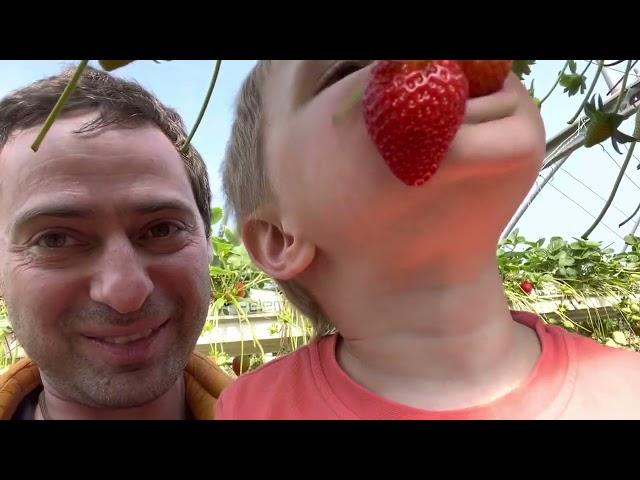 Strawberry picking in Israel 2023 // Сборы клубники в Израиле