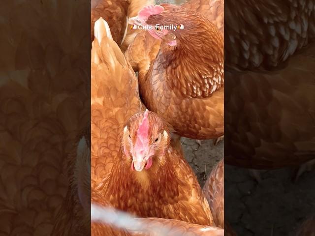 #hen #henfarming #farm #birds #henlovers #life #cute #family #farming #hens #countryside #village