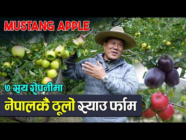 Apple farming in Mustang II मुस्ताङकै ठूलो स्याउ बगान || Karma Gurung -CmNepaliCulture