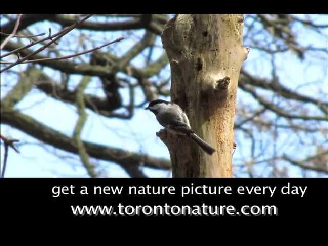 How chickadees do their groceries