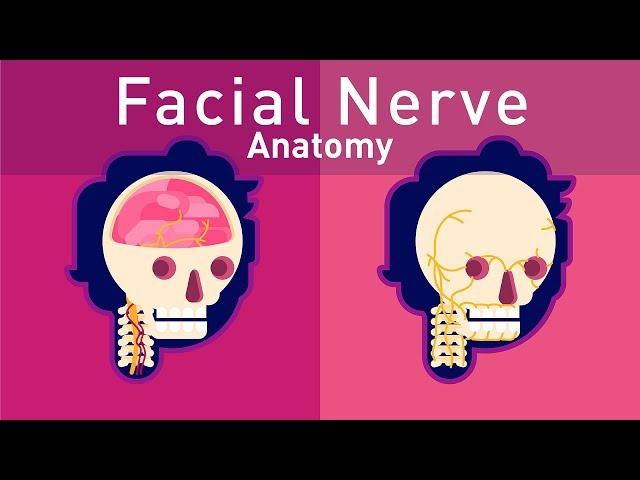 Complete Facial Nerve Anatomy