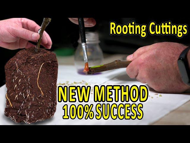 ROOTING FIG CUTTINGS | 100% successful METHOD | PROPAGATE FIGS, KIWI, GRAPE, POMEGRANATE, ROOTSTOCKS