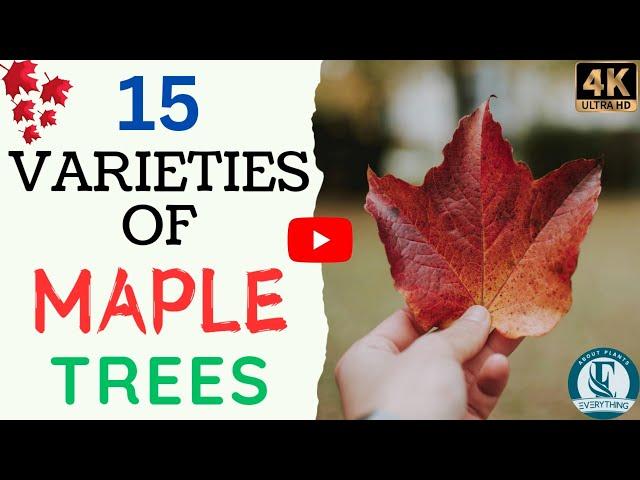 15 Maple Trees Varieties | Tips for Healthy Growth, Fascinating Facts, and Top Maple Varieties