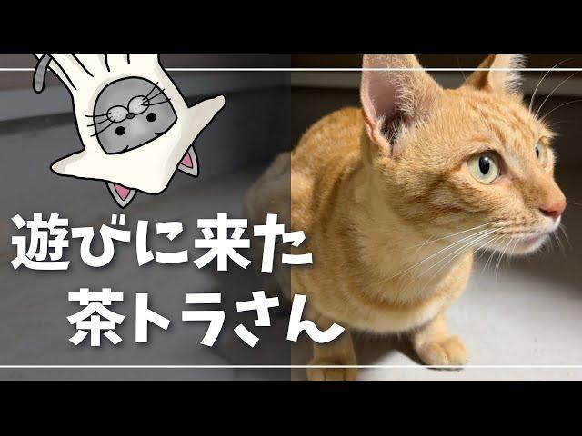 遊びに来た野良猫がかわいい【ロシアンブルー】外猫