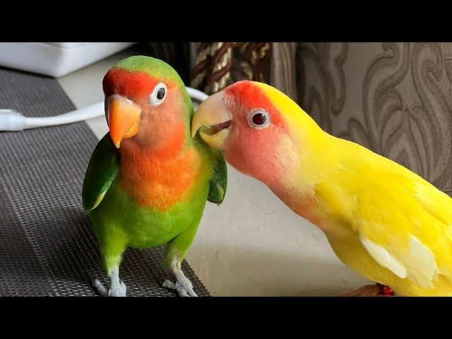 Lovebird talking | tame Lovebird | Lovebirds talking and singing