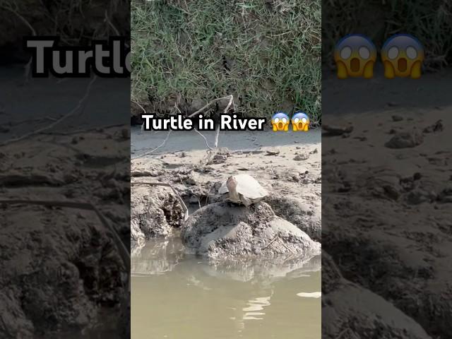 Turtle in River  #travel #birdhunter #youtubeshorts #hunting #naturehunter