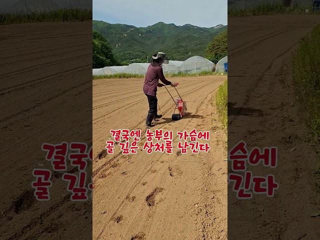 콩 심는 농부 마음 #고양이를_낳은_농부#시골고양이 #콩심는기계#농부의일상