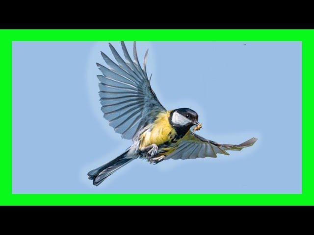 Great Tit Bird Song, Call,Chirp, Sound - Carbonero Común Canto - Parus Major