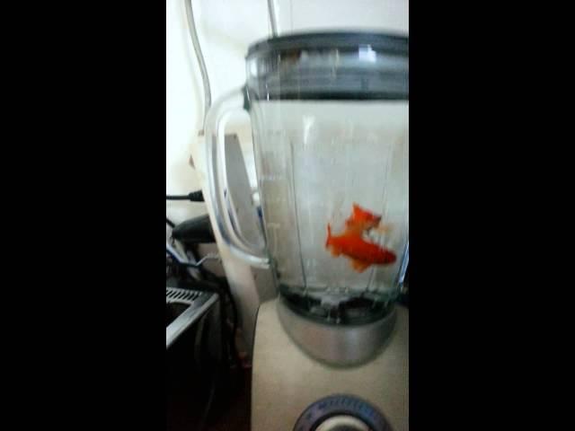 Fish in a blender