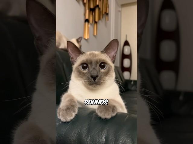 Do Cats Have A Sixth Sense? 