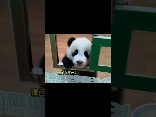 I saw the giant panda shopping# panda# panda# giant panda# big orange data# animals# Meng Lan# funn