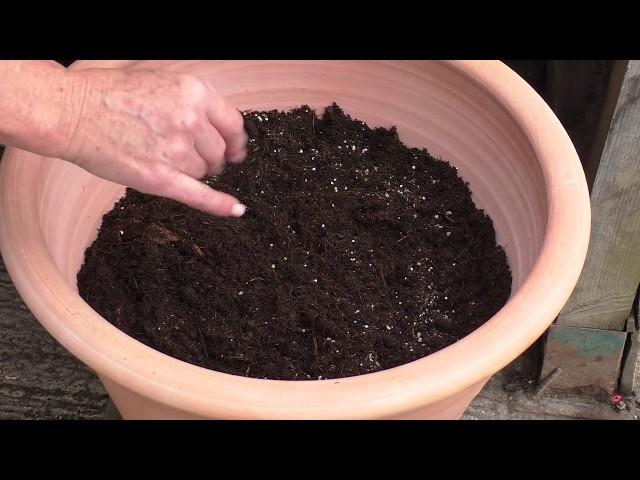 Making a Bulb Lasagne with tulips, hyacinths and crocuses.