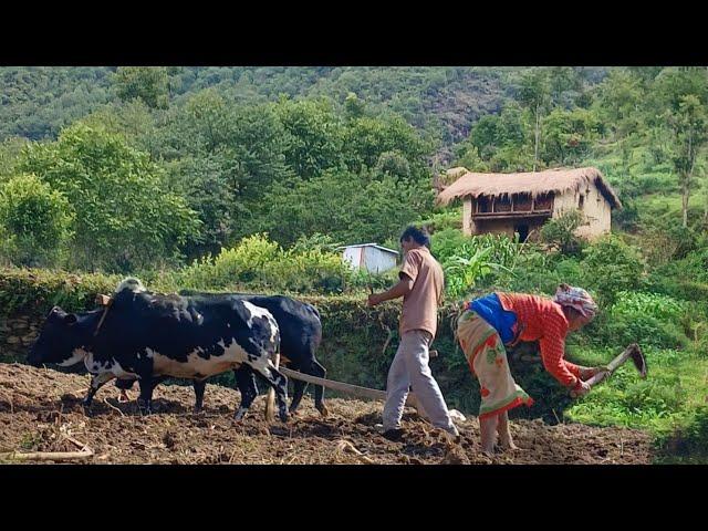 this is Himalayan Nepali village life ||Daily activities of people in Rainy season village lifestyle