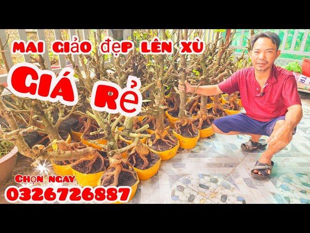 Phôi mai giảo đẹp lên xù giá rẻ 3/11 #aSự0326726887|MaivàngThanhTâm