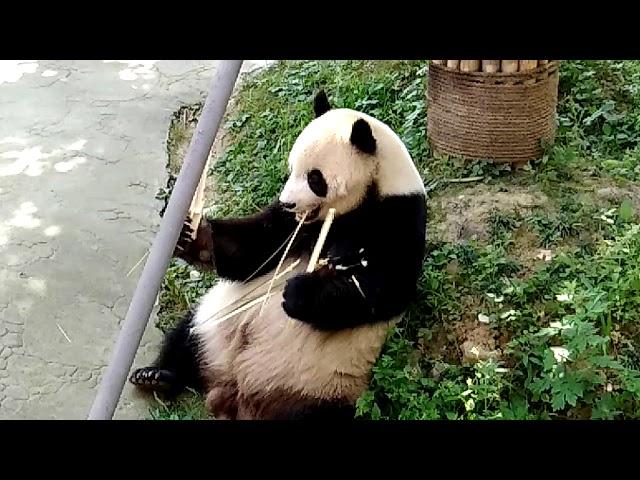 成都熊貓樂園