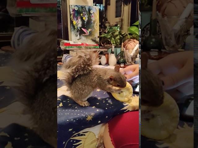 Francis meets his first ear of corn