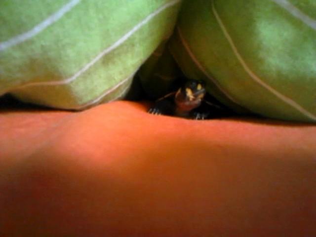 FUNNY turtle XD