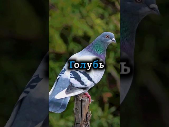 Голубь как домашнее животное 