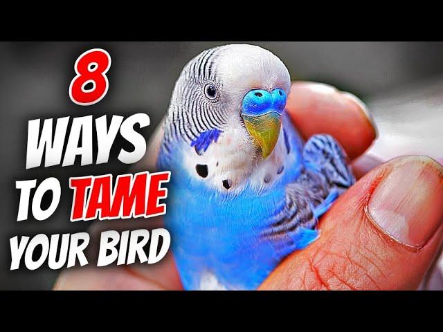 8 Ways to Tame Your Bird