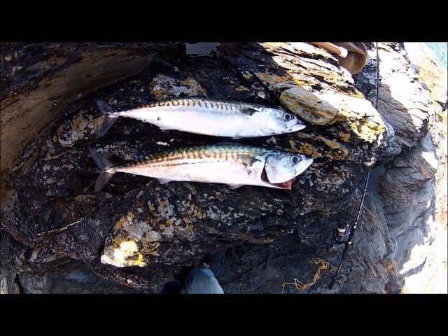 Shore Fishing - Spinning for Mackerel - Tips for Beginners