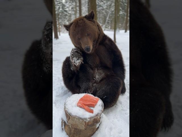 Медведь напал на лосось