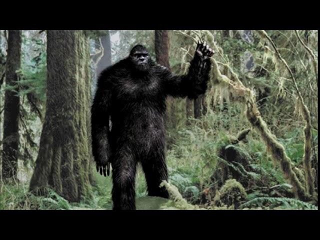 Scarborough Sasquatch Stations Update Bigfoot Video