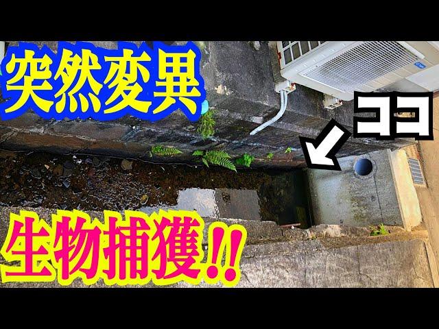 住宅街の水路で体が透明になった生物を捕獲！水中映像アリ