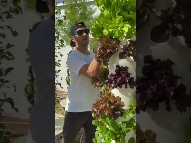 Harvesting aeroponic cabbage & lettuce from the Tower Garden