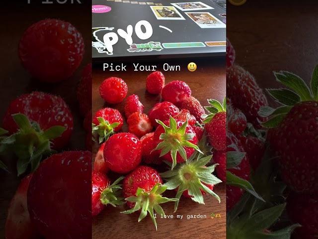 PYO #PickYourOwn #BritishTraditions #SummerInTheUK #Farms #FruitPickingFun #LearnEnglishWithMe