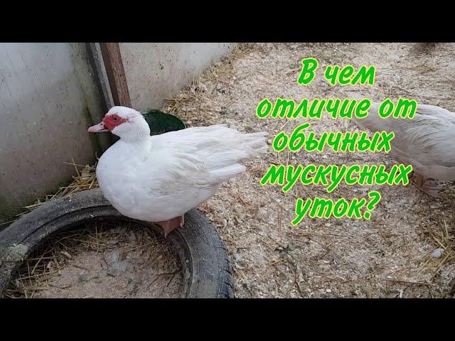 Утки тяжёлой французской линии. Вы спросили,я ответила.